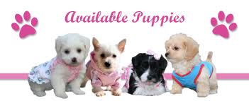 available-puppies